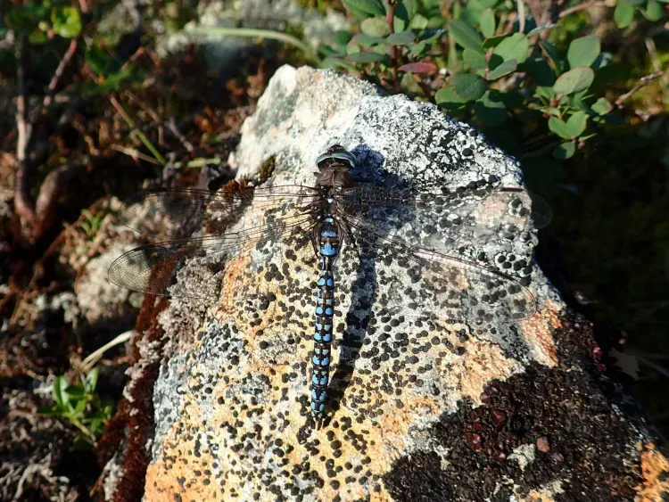 Редких стрекоз нашли на севере Амурской области
