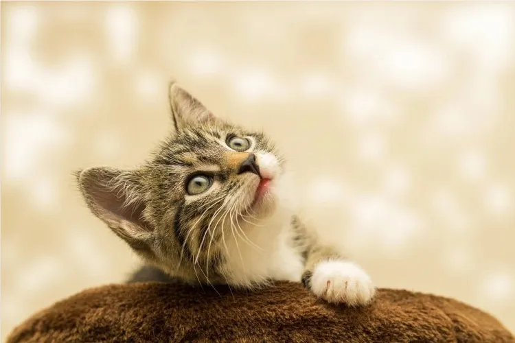 Кот провел в запертом доме 52 дня и выжил, питаясь бумагой 