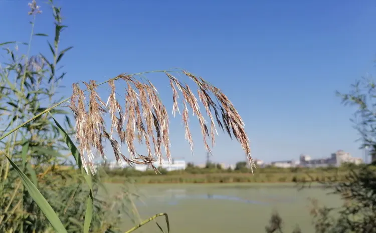 Солнечное воскресенье: погода в Приамурье 5 сентября