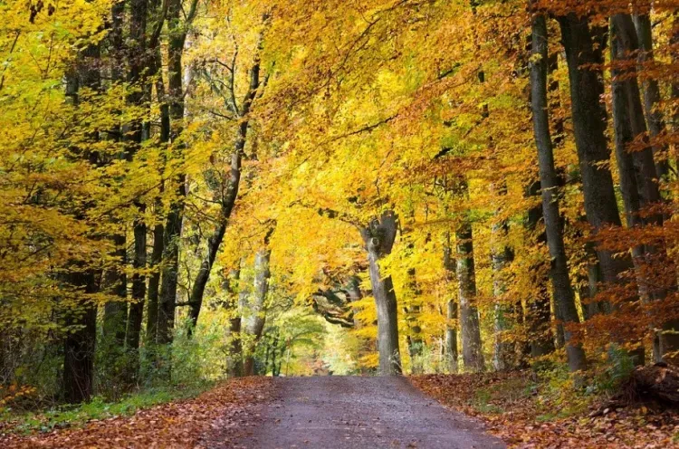 "Бабье лето" может стать причиной простудных заболеваний и вирусных инфекций