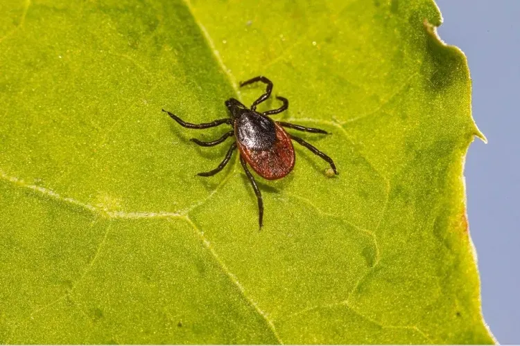 Клещи стали переносчиками нового вируса, вызывающего лихорадку