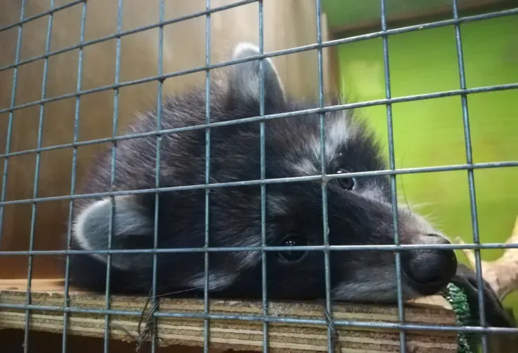 В Тынде провели операцию по спасению енота 