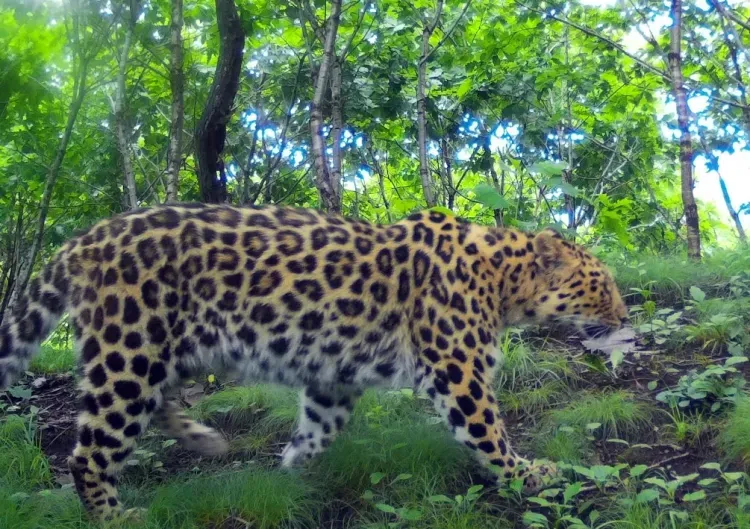 В Приморье засняли уникальный контакт двух леопардов