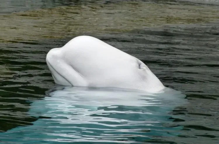 В Приморском океанариуме впервые в России родился детеныш белухи