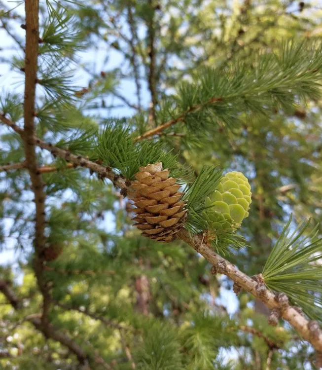 День работников леса отмечают 19 сентября