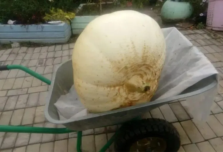 Гигантскую тыкву вырастили в Благовещенском районе 