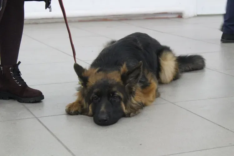 Собака бойцовской породы напала на маленького ребенка в Благовещенске