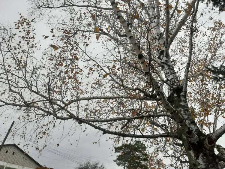 Сильные магнитные бури переживут метеозависимые амурчане 