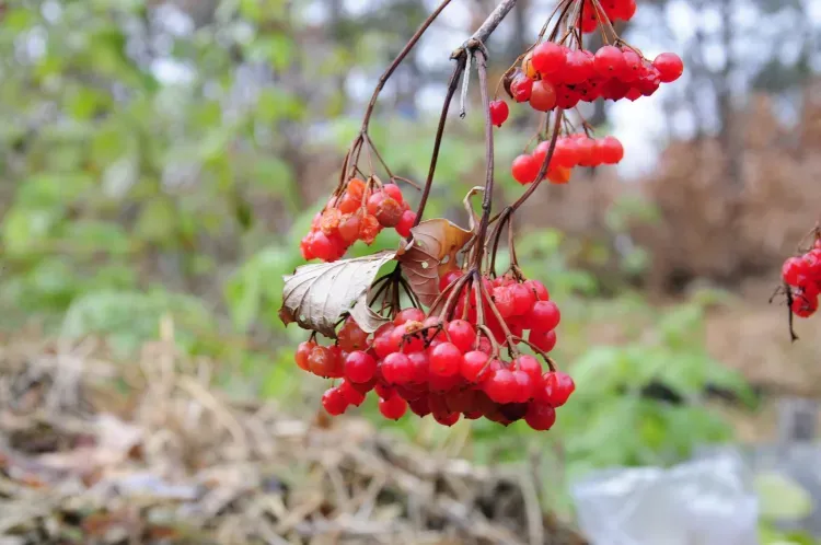 В Амурской области 16 октября переменная облачность, в отдельных районах осадки