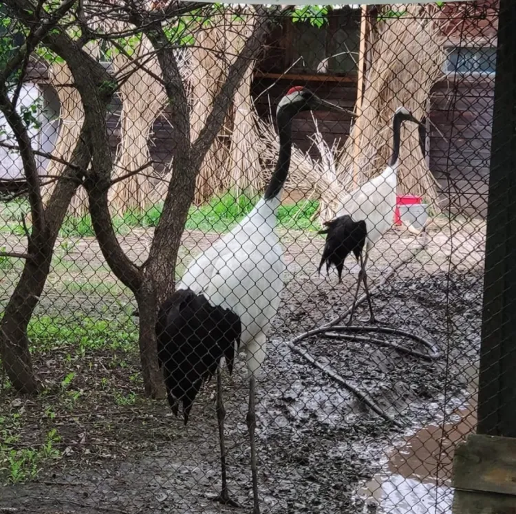 Трагедия в Муравьевском парке: погибла пара японских журавлей