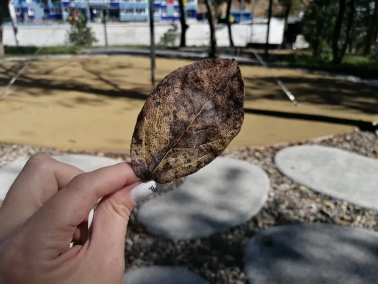 В Амурской области 22 октября переменная облачность, без существенных осадков