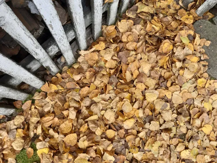 Субботник отменили в Благовещенске из-за коронавируса