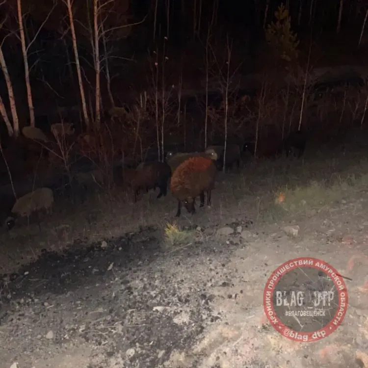 Бараны стали участниками ДТП в Магдагачинском районе