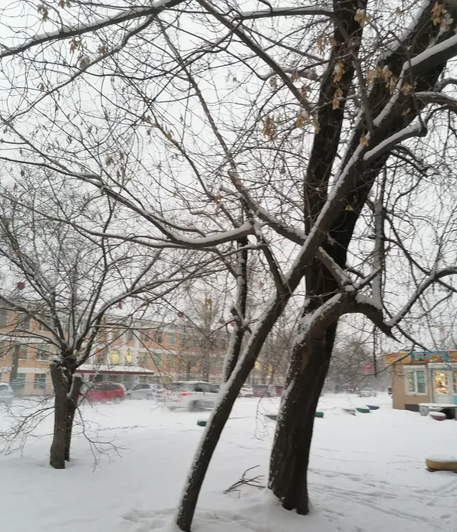 Мокрый снег выпадет в Амурской области 5 ноября