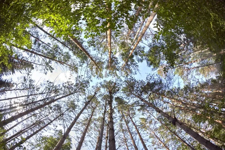 Уникальный лес, созданный советскими учеными, спасут в Приамурье