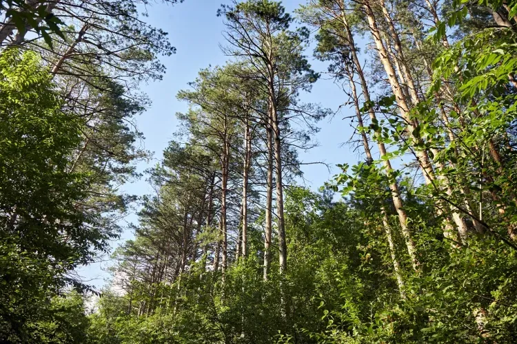 Уникальный лес, созданный советскими учеными, спасут в Приамурье