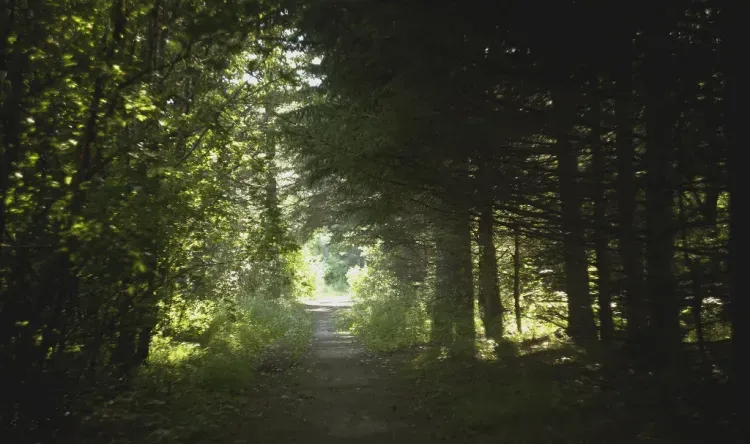 Уникальный лес, созданный советскими учеными, спасут в Приамурье