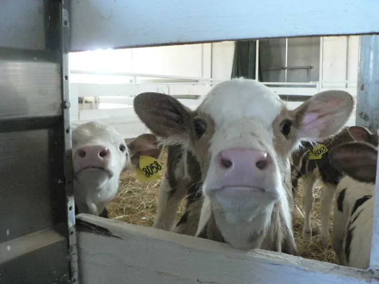 Корову на мясо продала жительница Приамурья без разрешения хозяйки