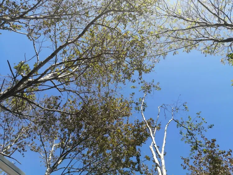 Аномальное тепло на Дальнем Востоке спрогнозировал Гидрометцентр