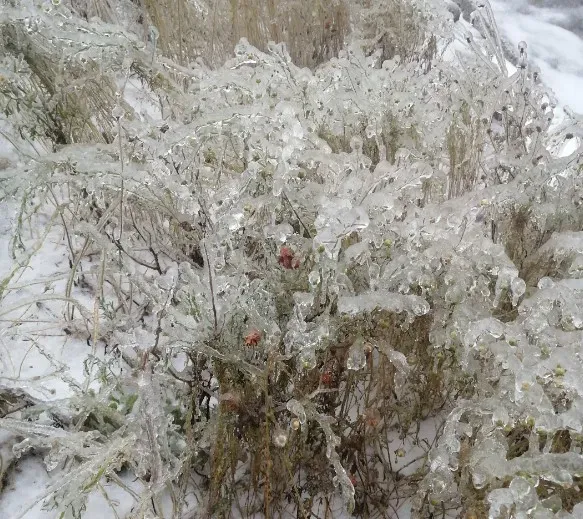 Ледяной дождь 2020 года вспоминают во Владивостоке 