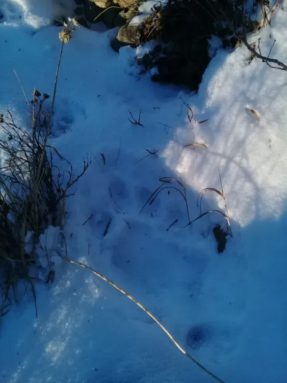 Амурский тигр дошел до Якутии впервые за 50 лет