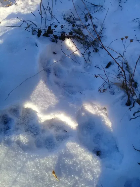 Амурский тигр дошел до Якутии впервые за 50 лет