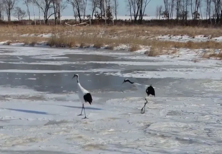 На передержку могут отправить двух японских журавлей из Приамурья, не улетевших на юг