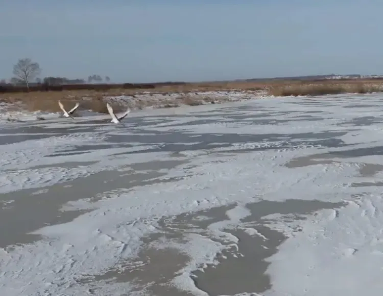 На передержку могут отправить двух японских журавлей из Приамурья, не улетевших на юг