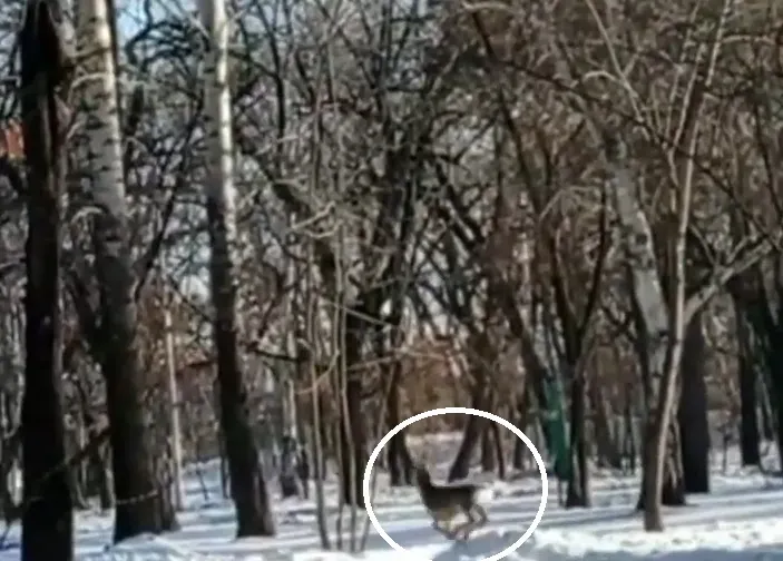 Косуля заскочила в Первомайский парк Благовещенска