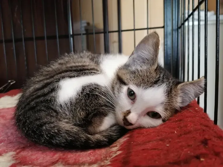 Елка желаний для бездомных животных стартовала в Амурской области