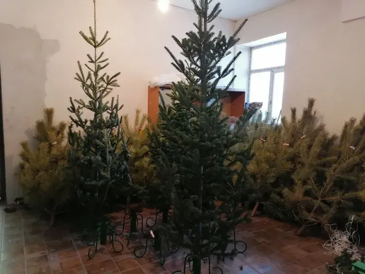 Укрепить иммунитет поможет живая елка в квартире