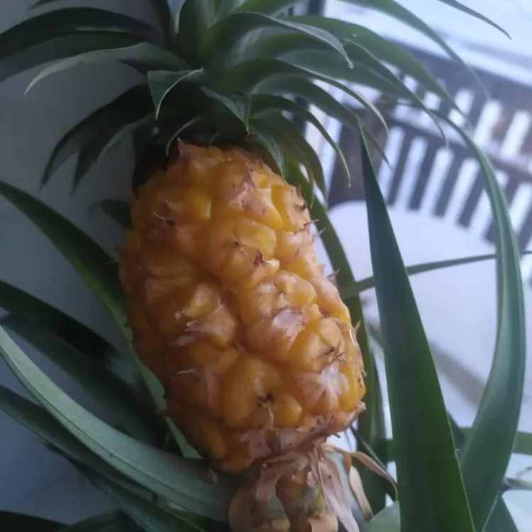 Ананасы созревают на подоконнике жительницы Константиновки