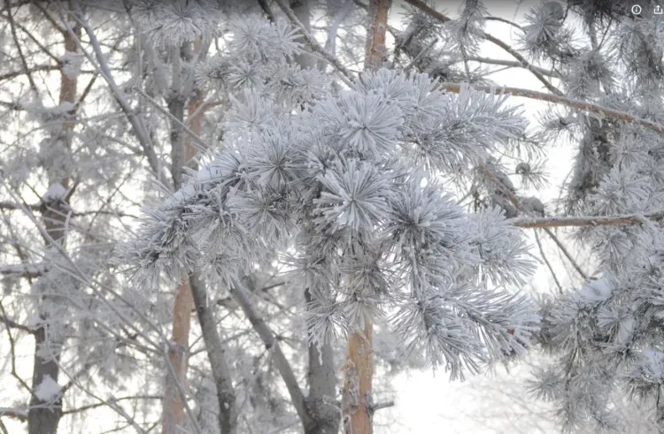 Морозы до -43 градусов зафиксировали в Приморье