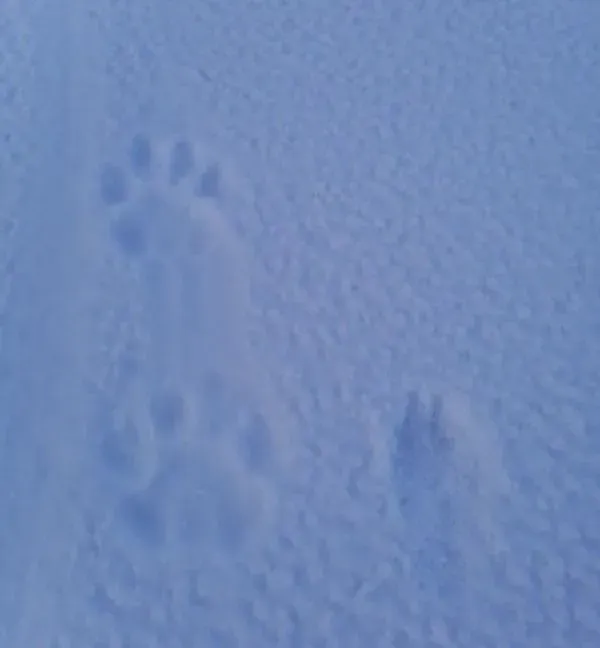 Новый тигр пришел на север Амурской области