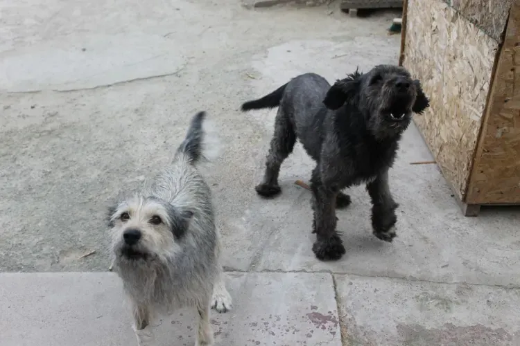 Отлавливать безнадзорных собак вышли на улицы Якутска после гибели женщины