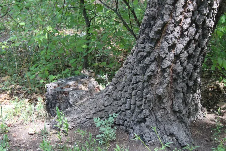 Должность древовода может появиться в Благовещенске