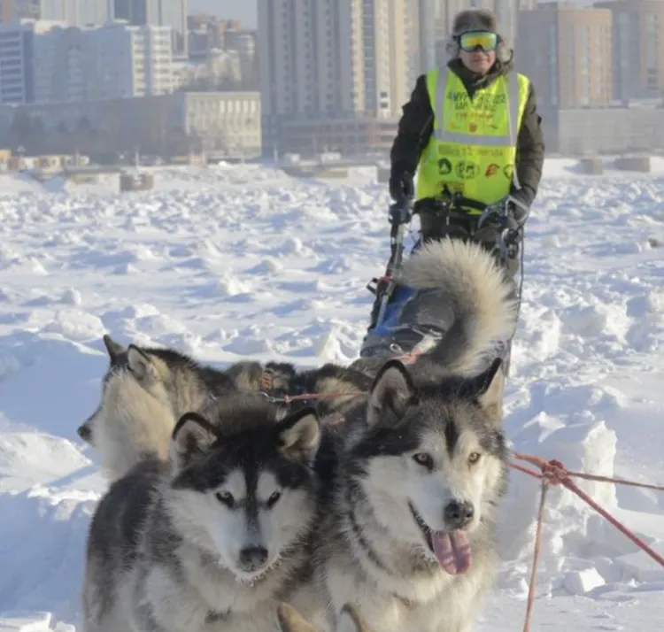 Масштабная гонка на собачьих упряжках по Амуру стартовала в Хабаровске