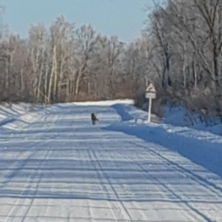 Следы тигров заметили в разных районах Амурской области