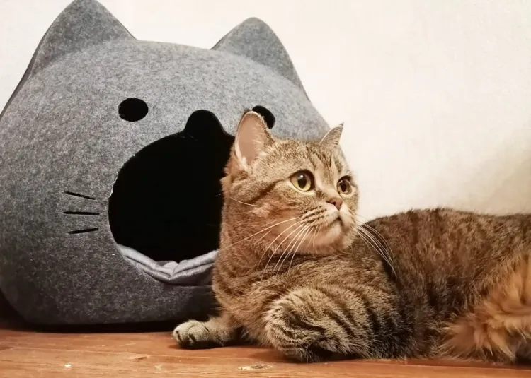 Ермилов день в память мучеников Ермила и Стратоника отмечают 26 января