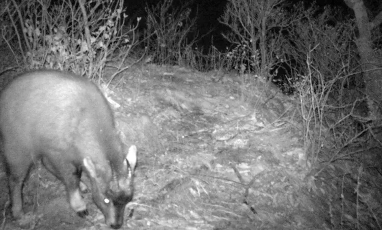 Впервые за 100 лет в Приморье зафиксировали детеныша амурского горала