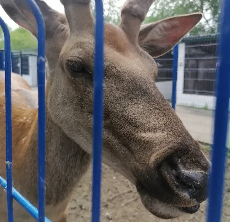 Перепись лесных животных продлится до весны в амурских заказниках