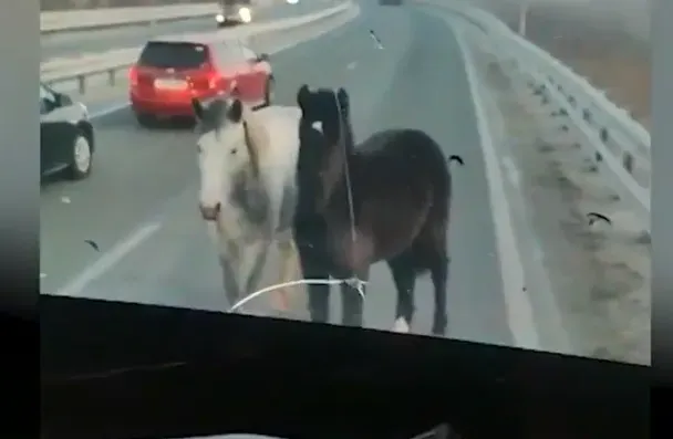 Кони разгуливали по оживленной трассе во Владивостоке