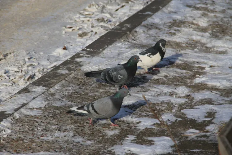 На территории Амурской области 3 февраля малооблачно, без осадков