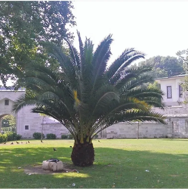 Бали откроет границы для привитых "Спутником V" россиян