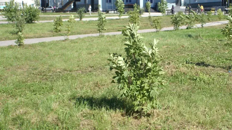 Деревья Дмитрия Харатьяна и Светланы Светличной внесли в особый реестр