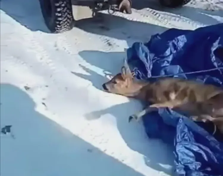 Косулю поймали в черте города на севере Амурской области