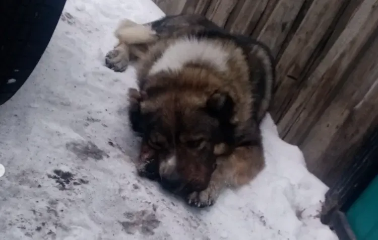 Домашний алабай во время самовыгула растерзал женщину в Улан-Удэ