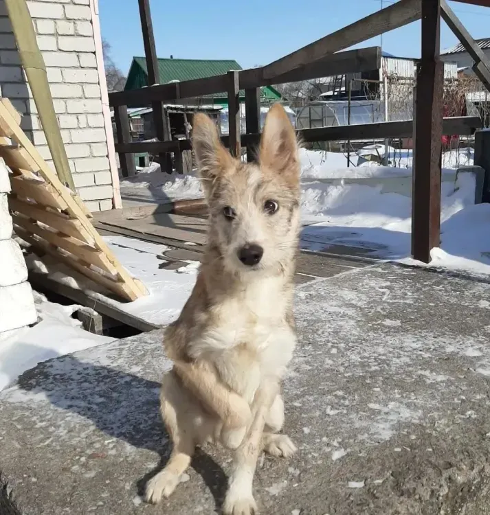 Волонтеры рассказали о судьбе собаки из Прогресса после жестоких мучений