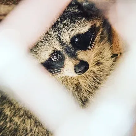 Единственный зоопарк навсегда закрывается в Ивановском районе 