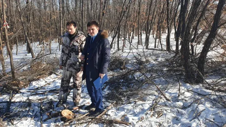 Уголовное дело завели после вырубки лиственниц и берез в Благовещенском районе